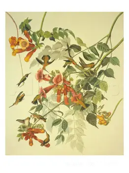 paveikslų John James Audubon Ruby Juodakaklis Hummingbird žinomų Paukščių meno Aukštos kokybės Rankų dažytos