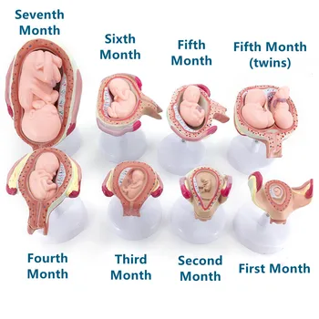 Žmogaus embriono nėštumo vystymosi vaisiaus formavimosi proceso modelis šeimos planavimo ekranas prekių 8pcs